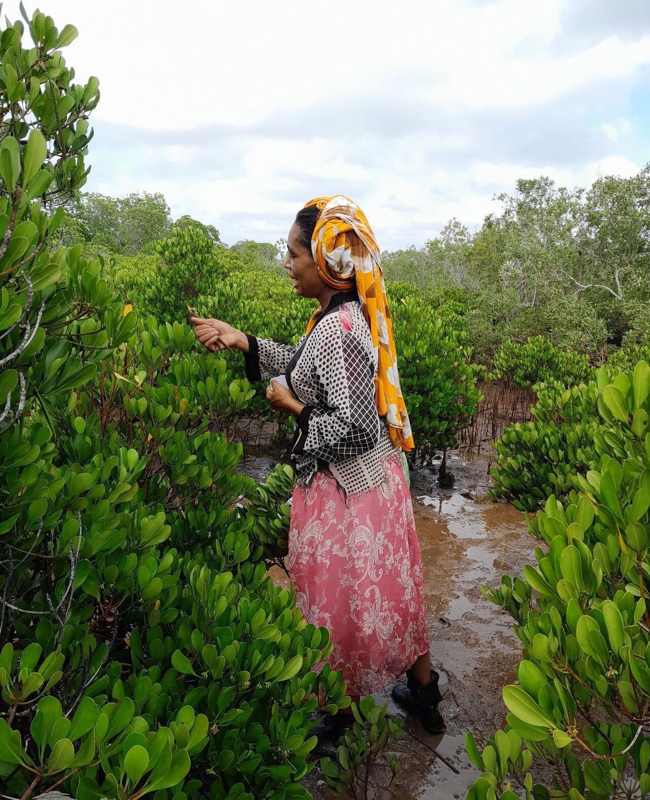 Madagascar mangrove reforestation project